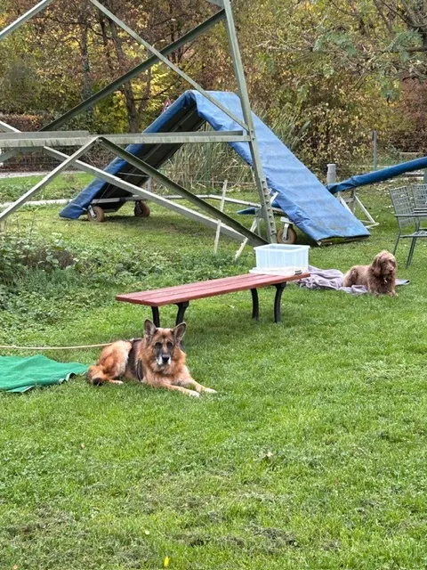 hunde1.webp