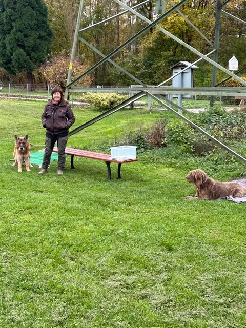 hunde2.webp
