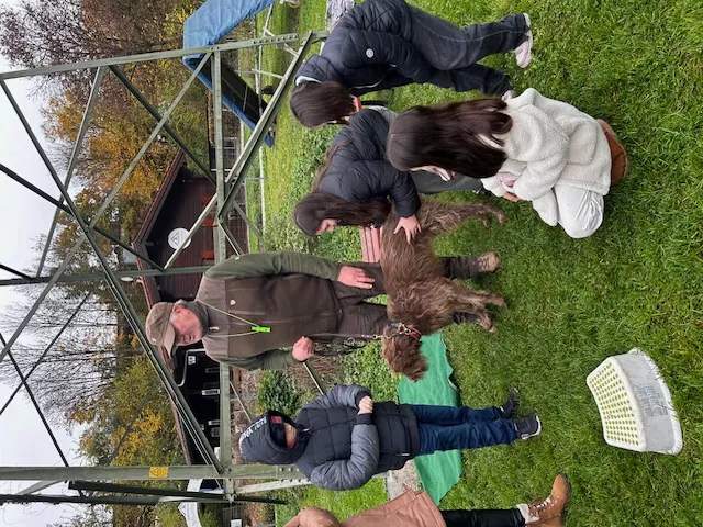hunde5.webp